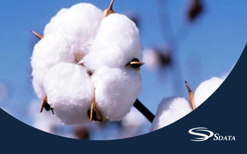 سهم بازار پنبه