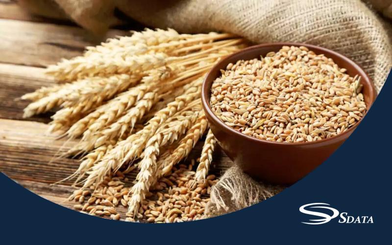 سایز بازار گندم در ایران و جهان